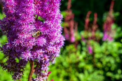 Close-up of pink flowers blooming outdoors