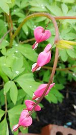 Close-up of pink flowers