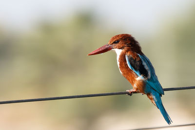 Close-up of bird perching outdoors