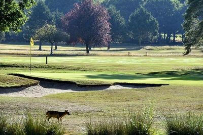 Horses on golf course