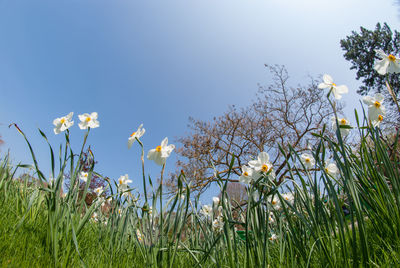 Fresh flowers blooming on field against clear sky