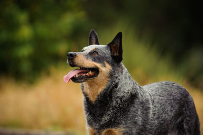 Close-up of australian cattle dog panting while standing on field