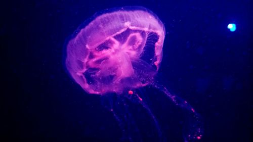 Low angle view of jellyfish