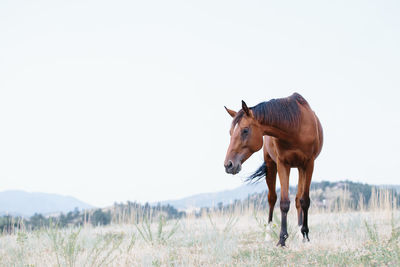 Horse standing in field looking to the side