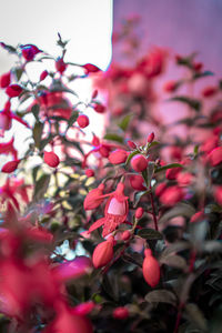 Low angle view of pink flowering plant