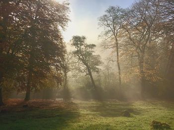 Trees on field against sky during autumn