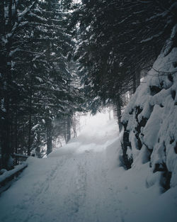 Trees on snow covered landscape