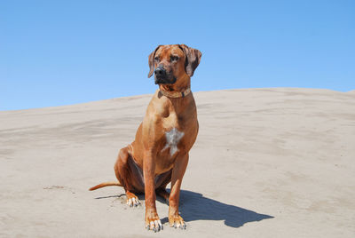 Rhodesian ridgeback sitting at beach against sky