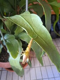 leaf
