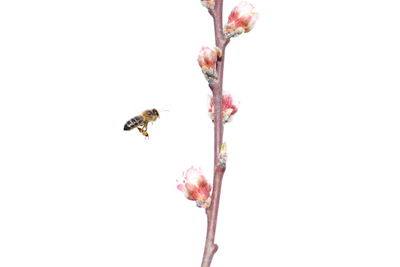 Close-up of bee pollinating flower