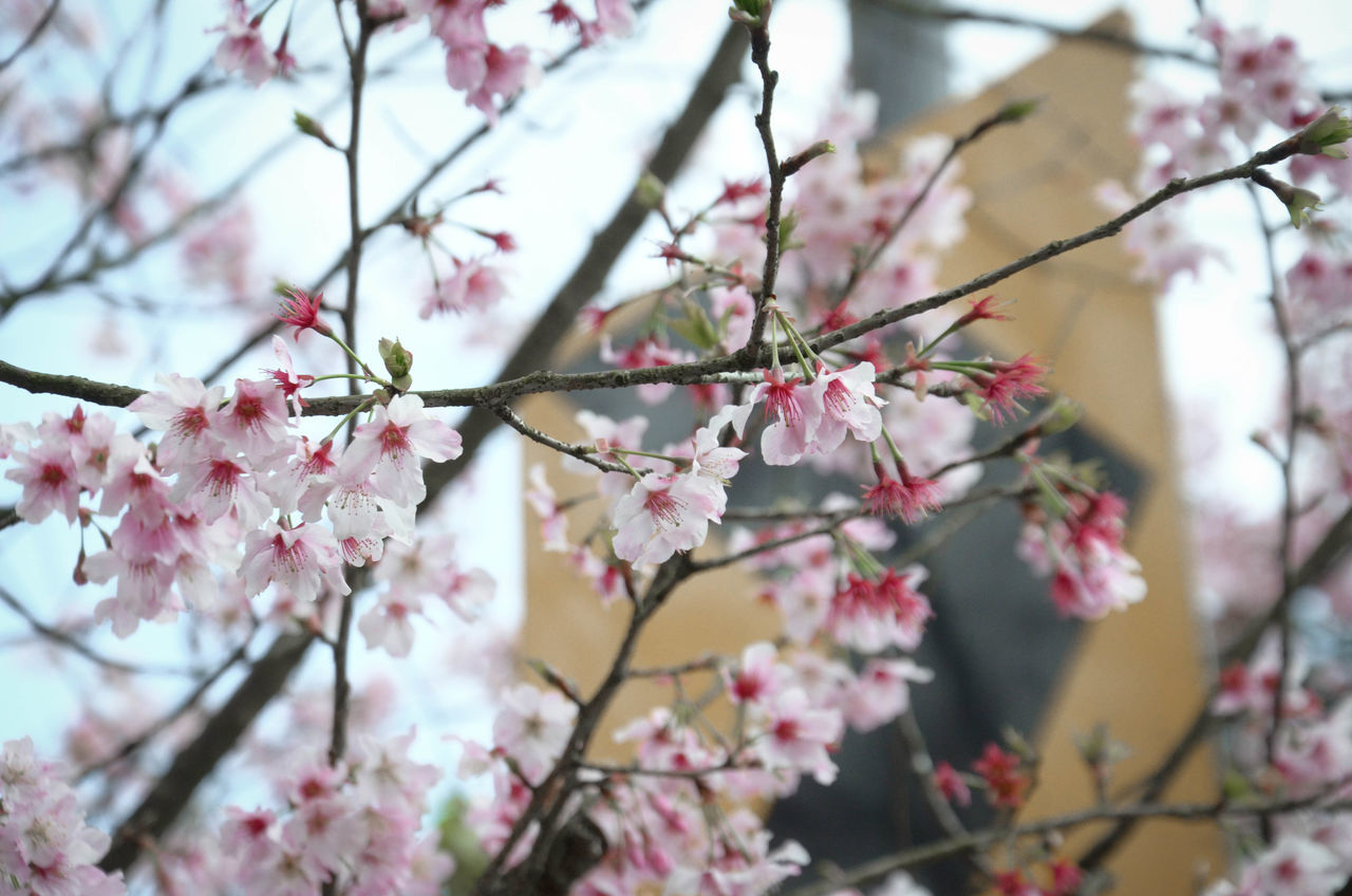 flower, branch, freshness, tree, growth, cherry blossom, fragility, beauty in nature, blossom, pink color, cherry tree, low angle view, nature, springtime, twig, in bloom, fruit tree, petal, blooming, focus on foreground