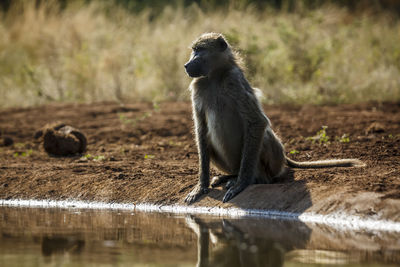 Monkey sitting on field