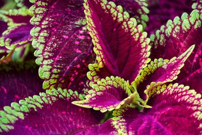 Close-up of pink flowering plant leaves