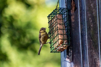Bird on a bird feeder 