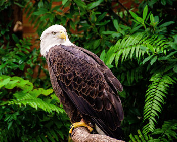 Close-up of eagle perching on branch