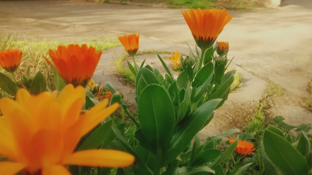 flower, freshness, growth, petal, fragility, plant, flower head, beauty in nature, blooming, nature, leaf, orange color, tulip, in bloom, green color, stem, field, yellow, close-up, day