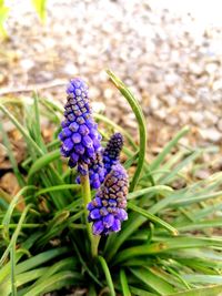 Close-up of purple flowering plant on field