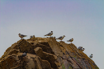 Low angle view of seagulls perching on rock