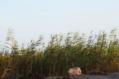Low angle view of trees against sky
