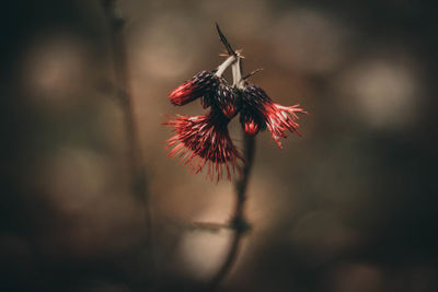 Close-up of red wilted flower