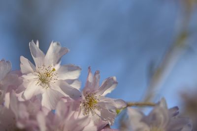 Close-up of white cherry blossom tree