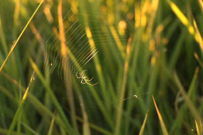 Close-up of spider on web