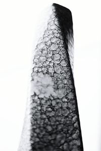 Close-up of tree trunk