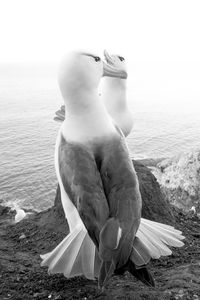 Seagull on rock by sea against sky