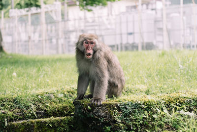 Monkey sitting in a field