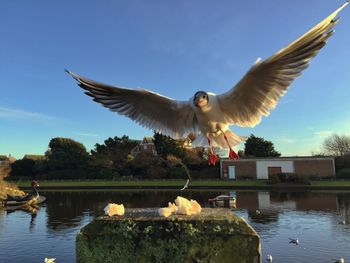 bird