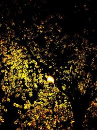 Low angle view of trees at night