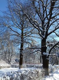 Bare tree against sky during winter