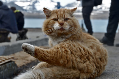 Cat relaxing on street