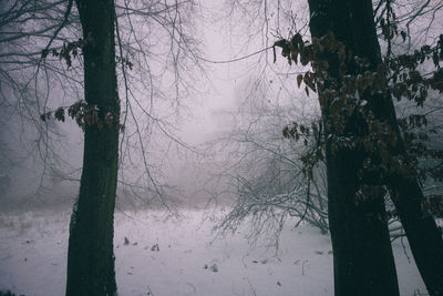 Trees on snow covered land