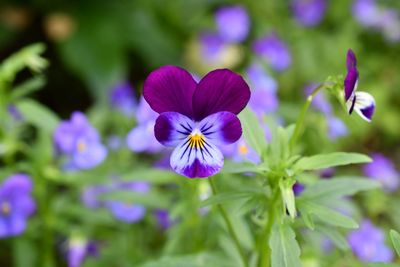 Close-up of purple flowering plant