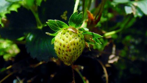 Close-up of plant