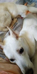 Close-up of a dog lying down