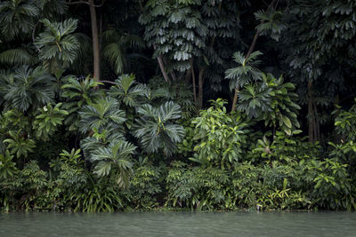 Palm trees in garden