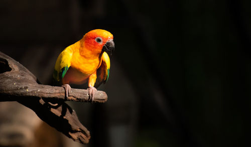 Parrot perching on branch