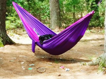 High angle view of hammock on tree trunk