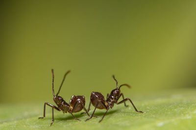 Close-up of ants on leaf