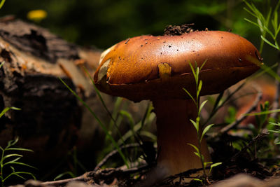 Close-up of mushroom growing on field