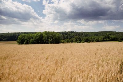 Scenic view of field against sky