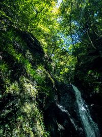 Scenic view of forest