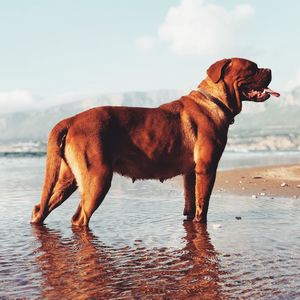 Dog on the beach