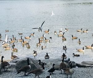 Flock of birds in lake