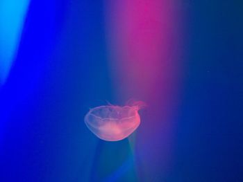 Close-up of jellyfish in sea