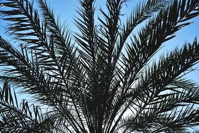 Low angle view of palm tree against sky