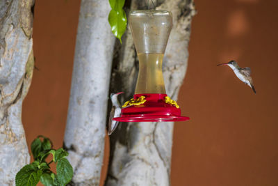 Close-up of bird feeder