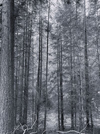 Black and white monochrome pine woodlands